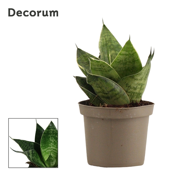 Горшечные цветы и растения оптом Sansevieria Hahnii Green Hahnii (decorum) от 18шт из Голландии с доставкой по России