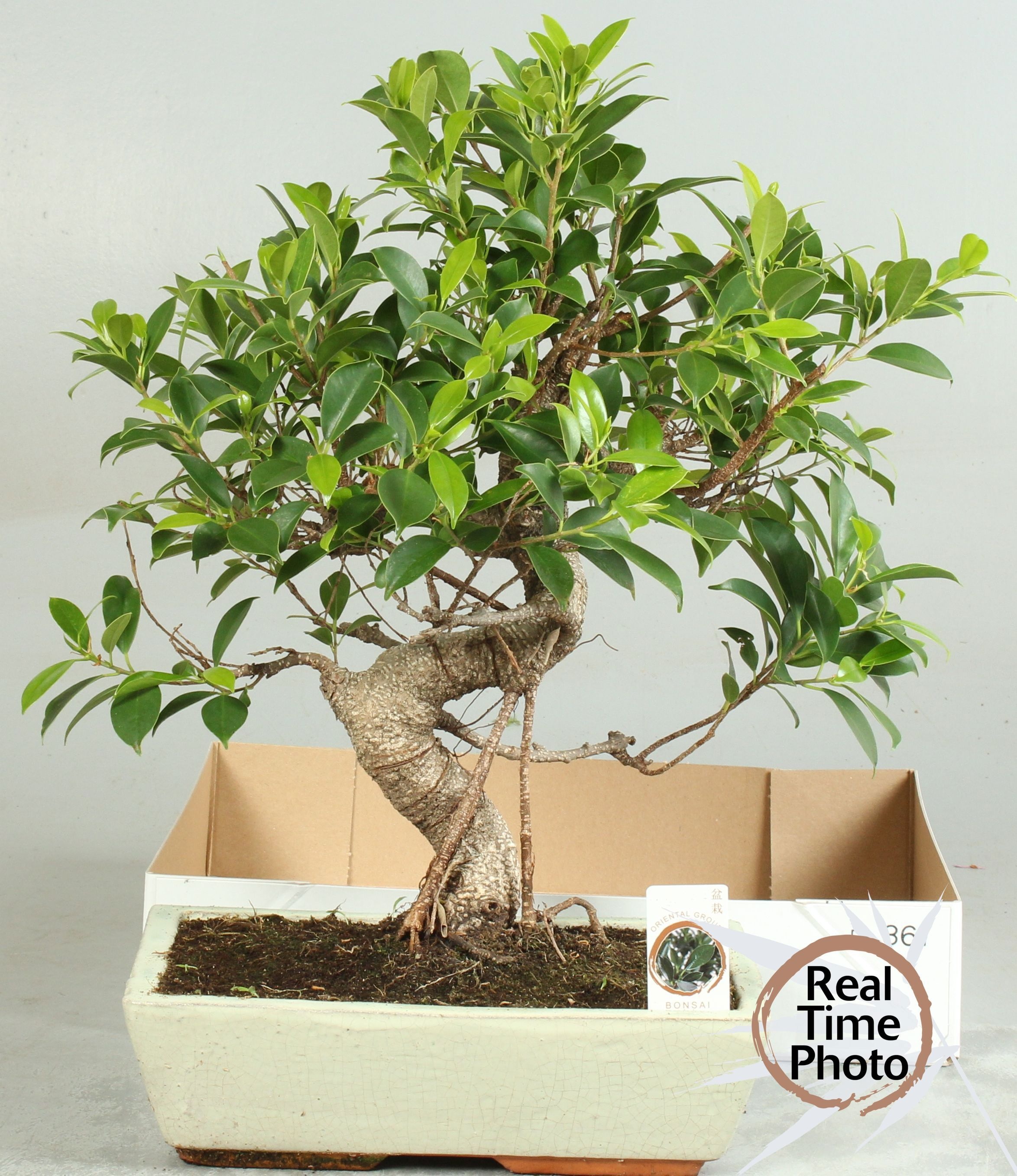 Горшечные цветы и растения оптом Bonsai Gem от 1шт из Голландии с доставкой по России