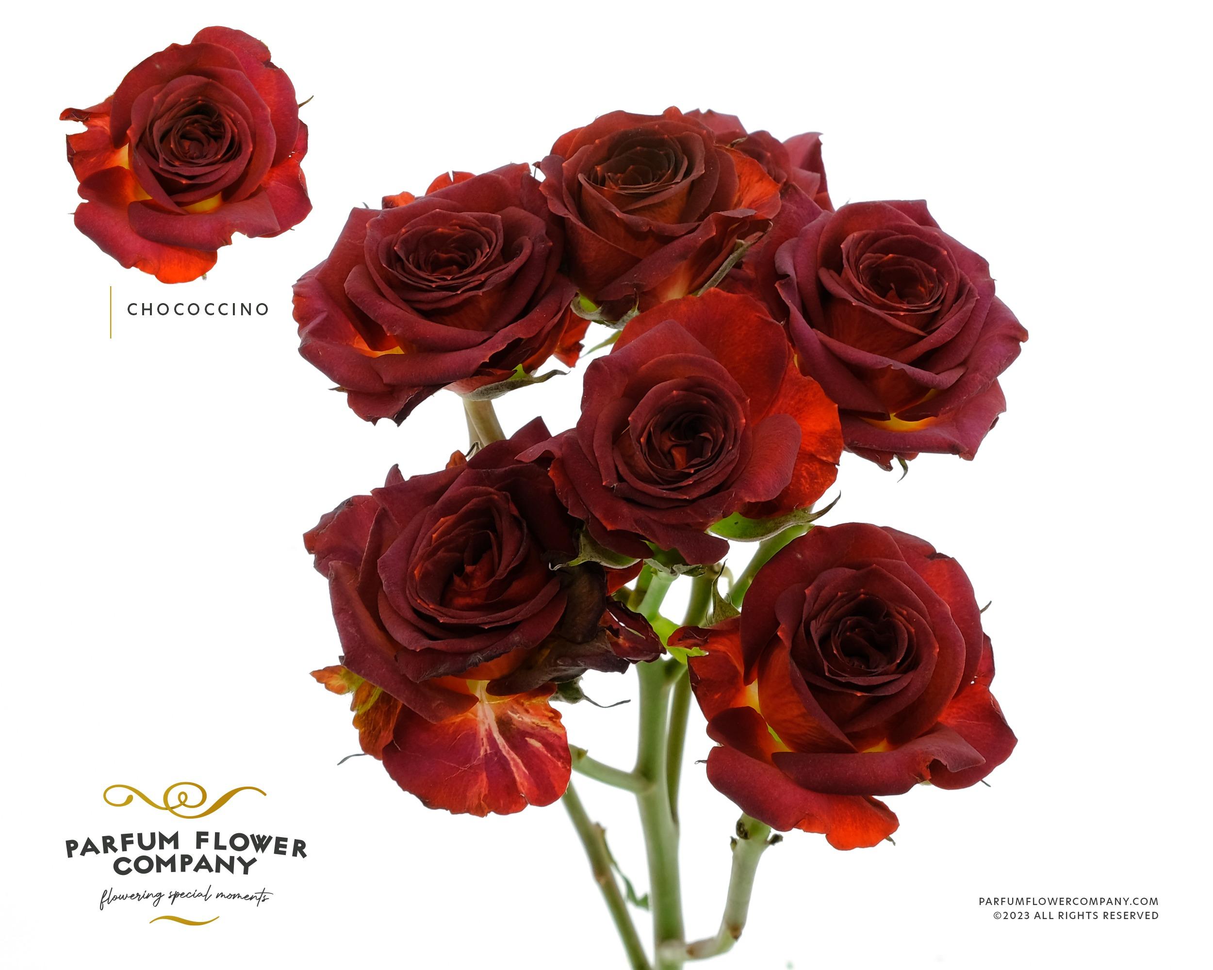 Срезанные цветы оптом Rosa spray chococcino от 24шт из Голландии с доставкой по России