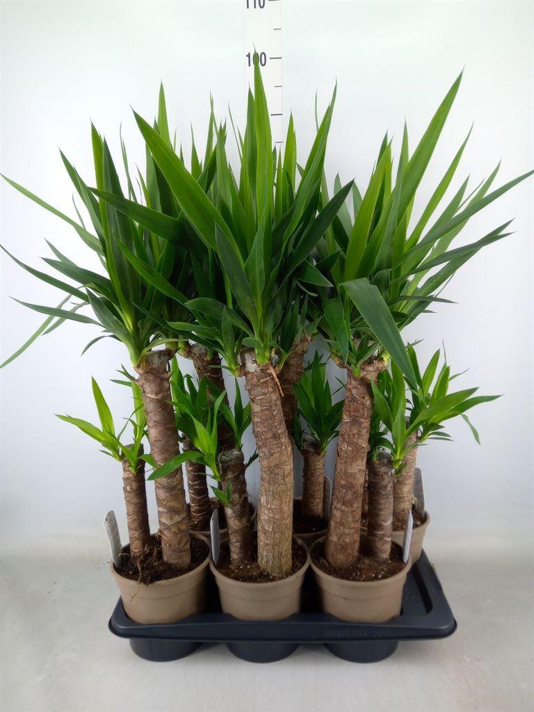 Горшечные цветы и растения оптом Yucca   ... от 6шт из Голландии с доставкой по России