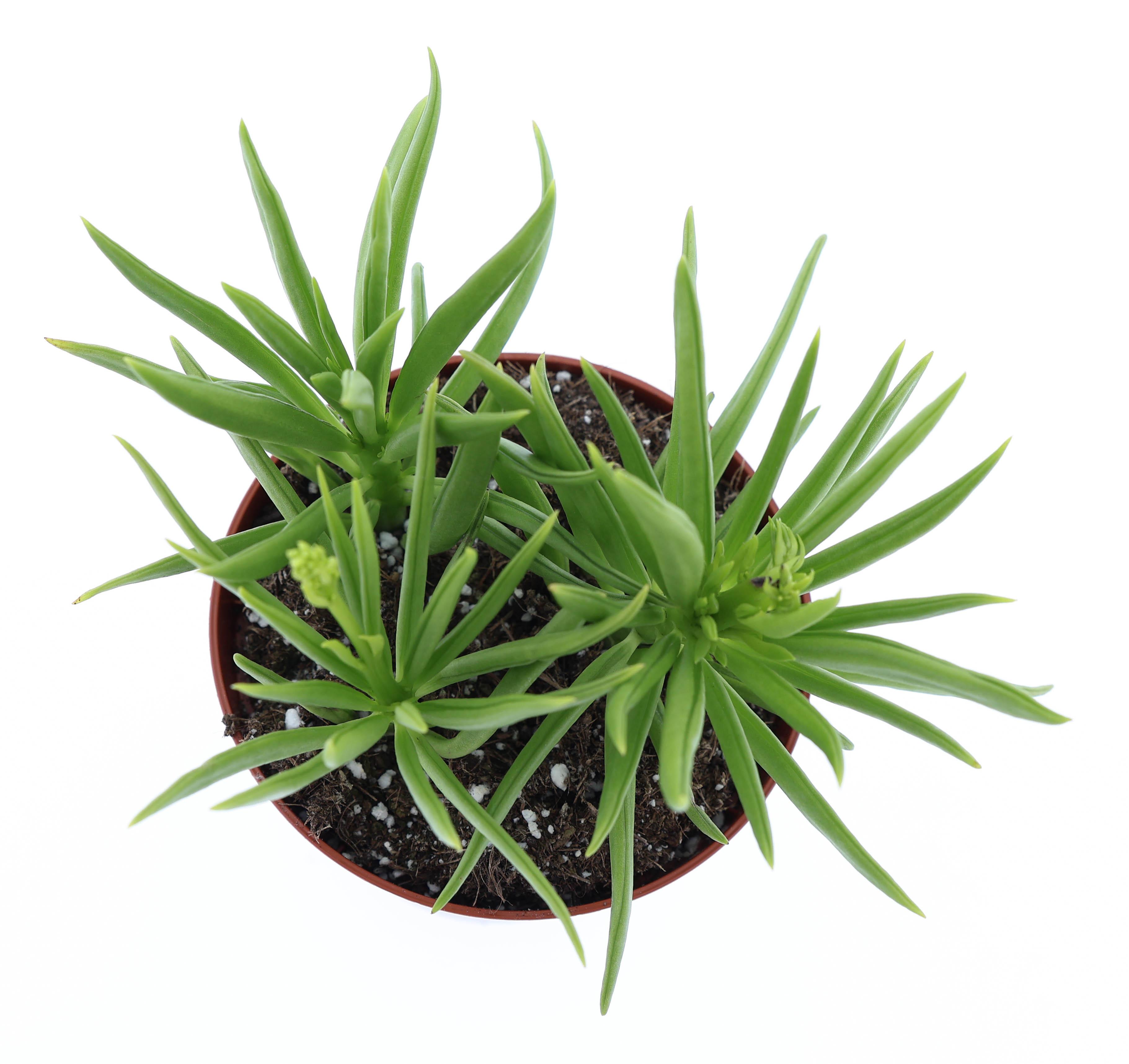 Горшечные цветы и растения оптом Peperomia Happy Bean от 12шт (для телеги) из Голландии с доставкой по России