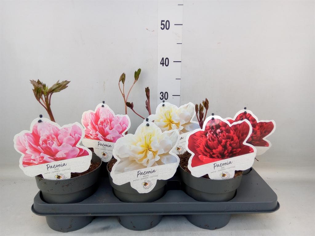 Горшечные цветы и растения оптом Paeonia Lact.   ...mix от 6шт из Голландии с доставкой по России