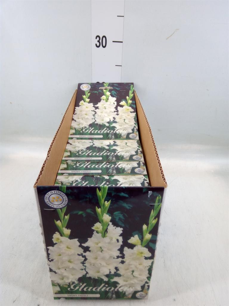 Горшечные цветы и растения оптом Flowerbulbs, Corns Or Tubers   ... от 10шт'' из Голландии с доставкой по России