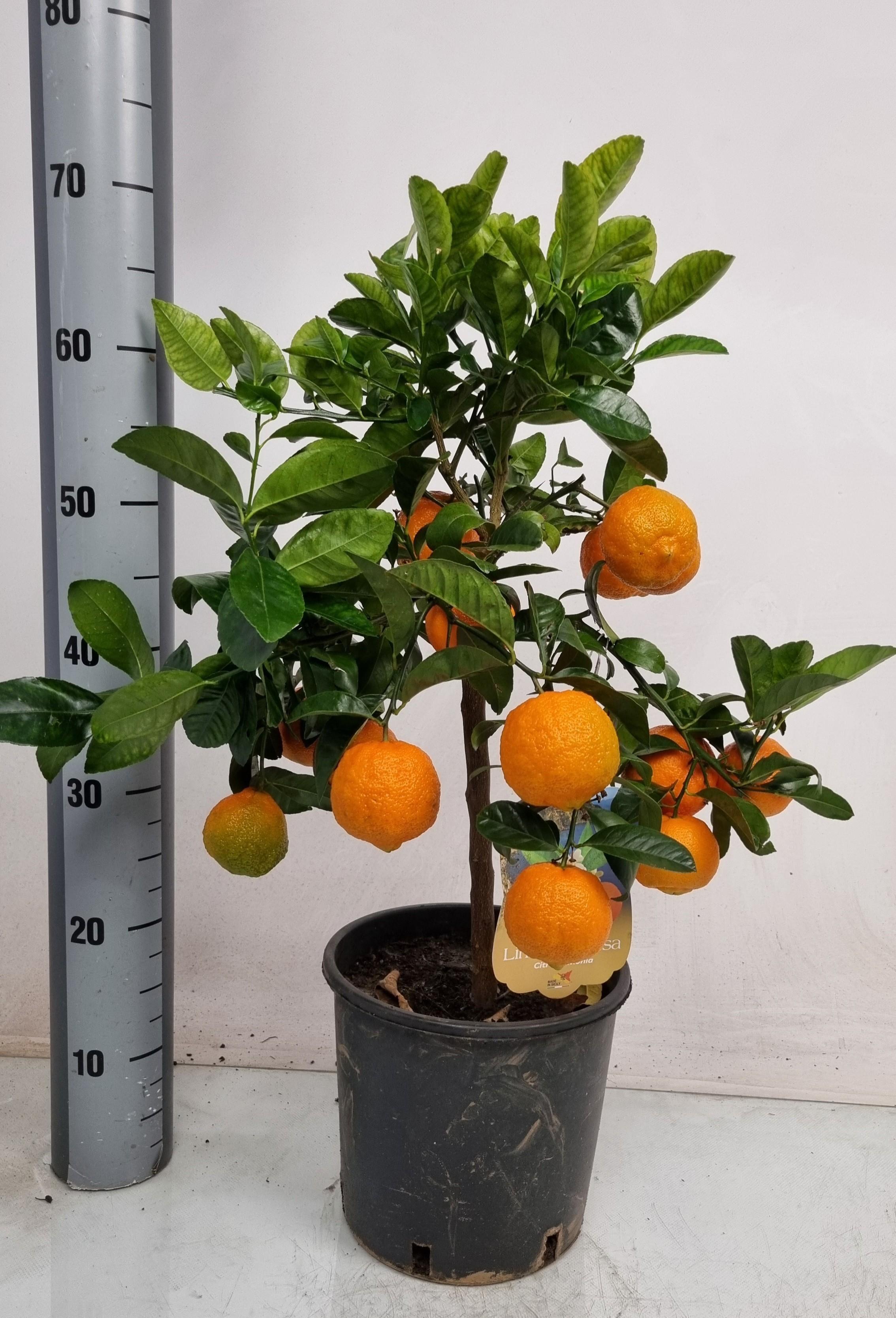 Горшечные цветы и растения оптом Citr Limetta от 1шт (для телеги) из Голландии с доставкой по России