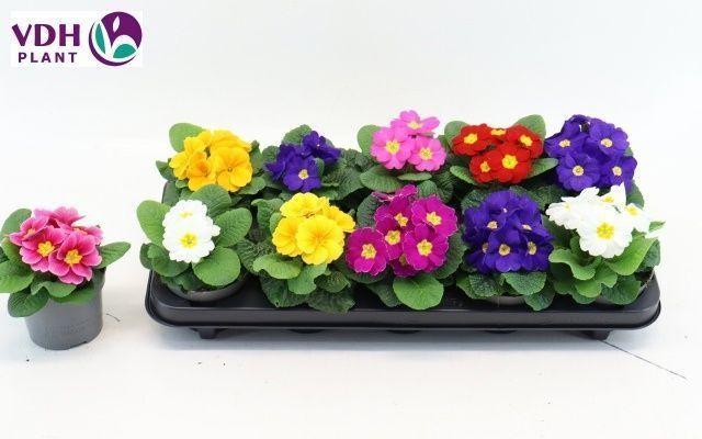 Горшечные цветы и растения оптом Prim Ac Paradiso Gem от 10шт из Голландии с доставкой по России