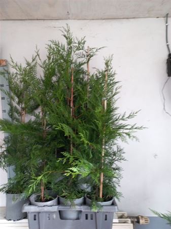 Горшечные цветы и растения оптом Cupr Leylandii Ov от 10шт из Голландии с доставкой по России