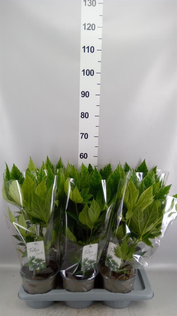 Горшечные цветы и растения оптом Fatsia Japonica variegata от 6шт из Голландии с доставкой по России