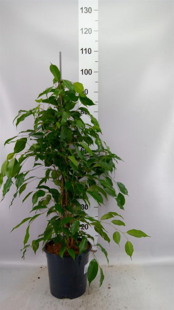Горшечные цветы и растения оптом Ficus Be Exotica от 1шт из Голландии с доставкой по России
