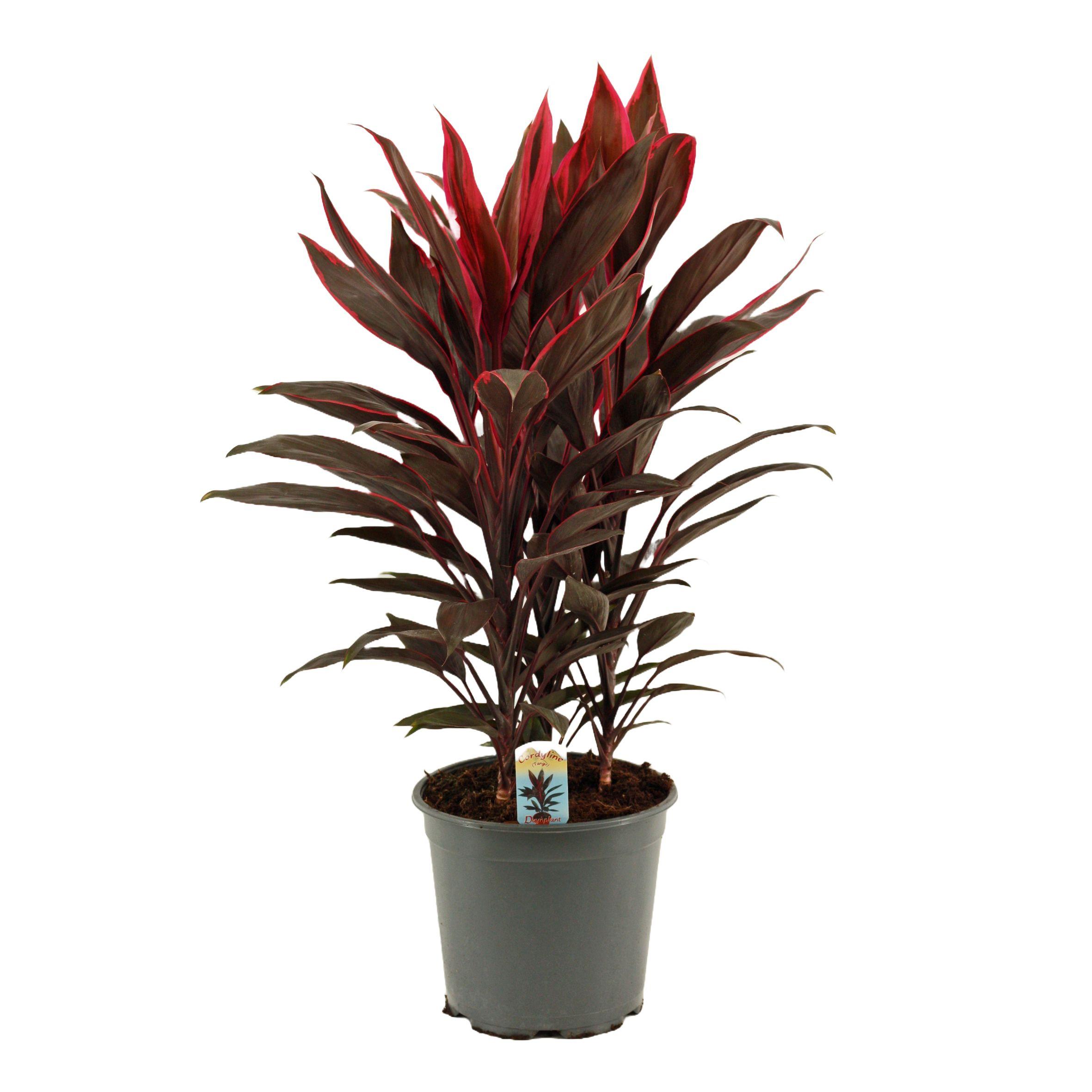 Горшечные цветы и растения оптом Cordyline Tango 3pp от 5шт из Голландии с доставкой по России