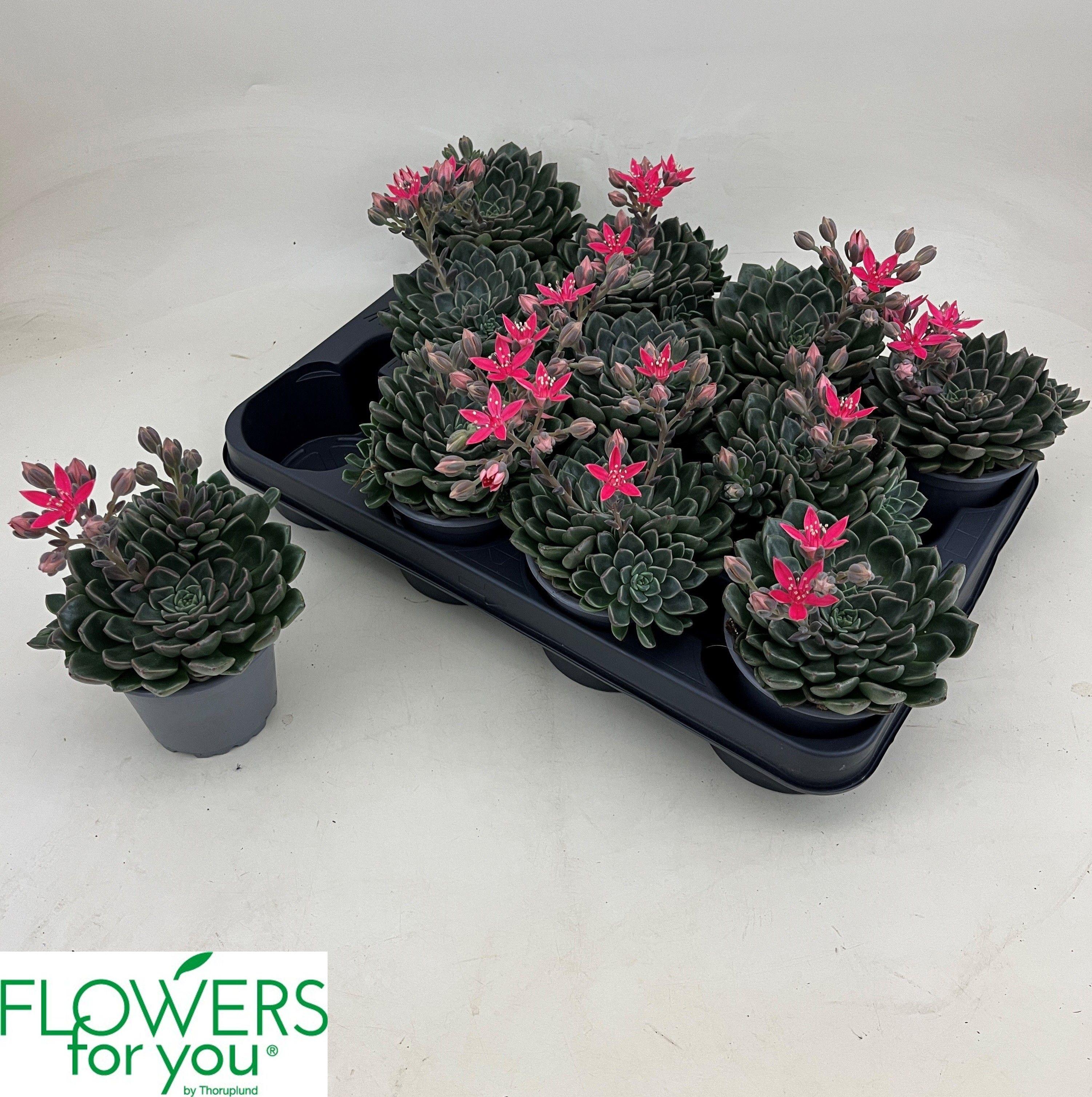 Горшечные цветы и растения оптом Grapto Bellum от 11шт (для телеги) из Голландии с доставкой по России