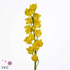 Срезанные цветы оптом Minicymbidium yellow kasuda fantasy carioca от 15шт из Голландии с доставкой по России