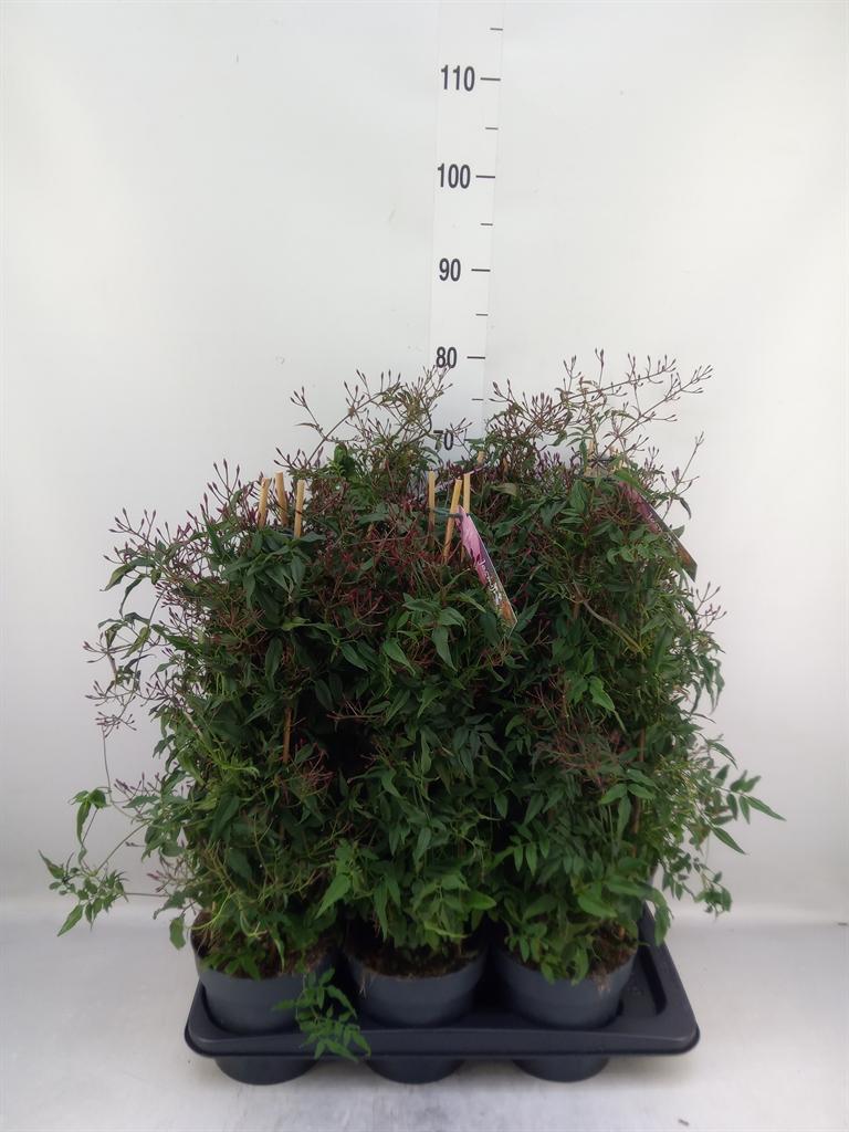 Горшечные цветы и растения оптом Jasminum Polyanthum   ...rose от 6шт из Голландии с доставкой по России