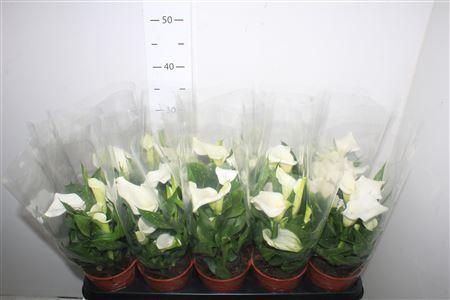 Горшечные цветы и растения оптом Zant Capt Fresco 5+ White от 10шт из Голландии с доставкой по России