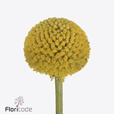 Срезанные цветы оптом Craspedia paintball jumbo от 50шт из Голландии с доставкой по России