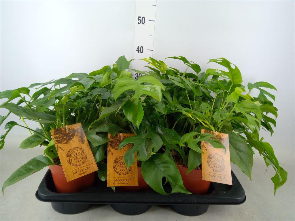Горшечные цветы и растения оптом Monstera   ... от 6шт из Голландии с доставкой по России