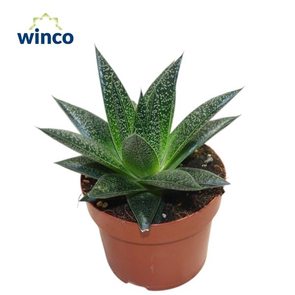 Горшечные цветы и растения оптом Aloe Flow от 6шт из Голландии с доставкой по России