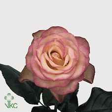 Срезанные цветы оптом Rosa ec carrousel от 40шт из Голландии с доставкой по России