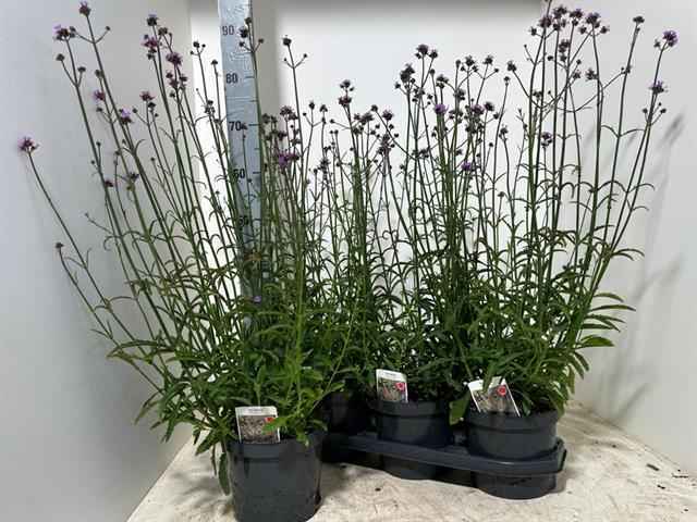 Горшечные цветы и растения оптом Verbena Bonariensis от 3шт из Голландии с доставкой по России