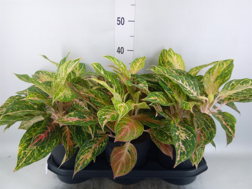 Горшечные цветы и растения оптом Aglaonema   ... от 3шт из Голландии с доставкой по России
