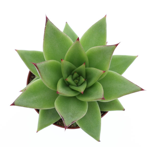 Горшечные цветы и растения оптом Echeveria Ebony от 12шт (для телеги) из Голландии с доставкой по России