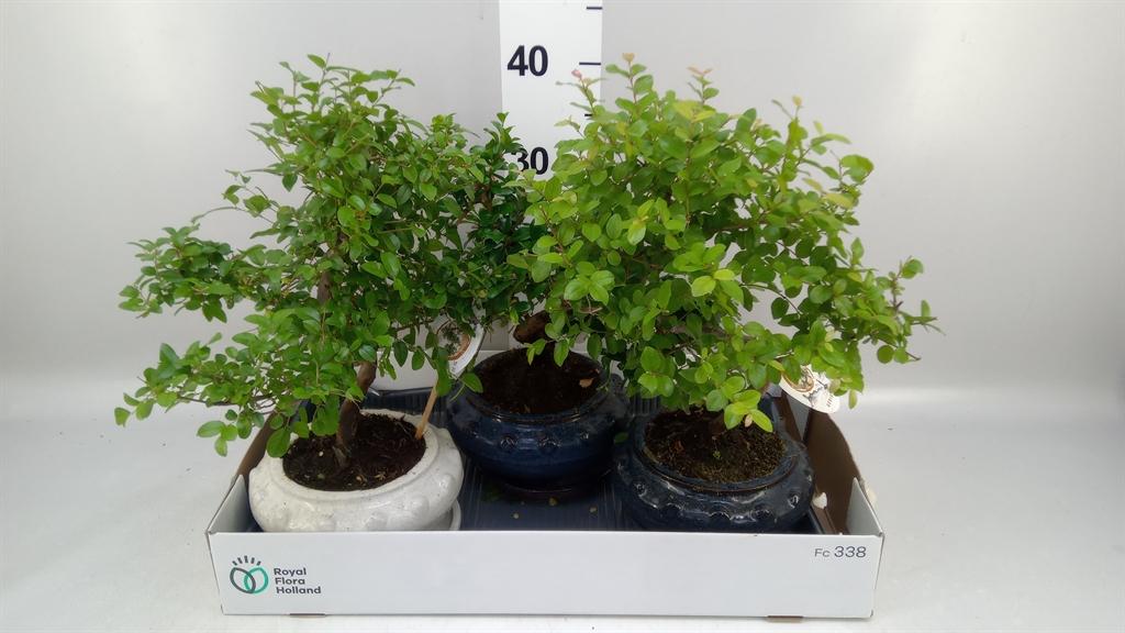 Горшечные цветы и растения оптом Bonsai ...mix от 3шт из Голландии с доставкой по России