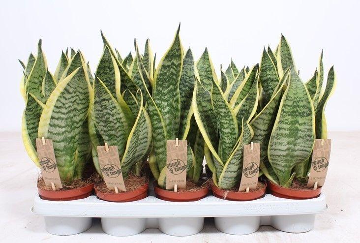Горшечные цветы и растения оптом Sansevieria Superba от 10шт из Голландии с доставкой по России