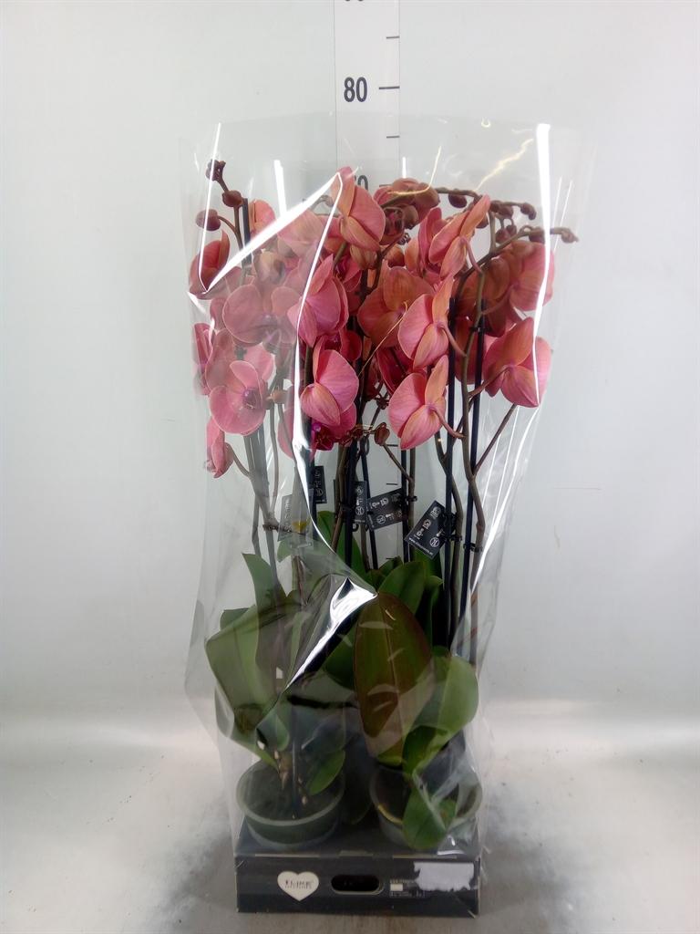 Горшечные цветы и растения оптом Phalaenopsis   ...orange от 5шт из Голландии с доставкой по России
