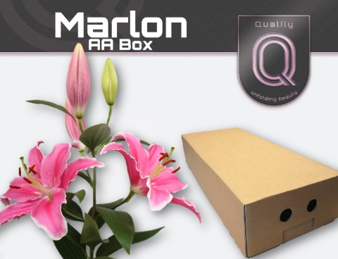 Срезанные цветы оптом Lilium or marlon от 50шт. из Голландии с доставкой по России