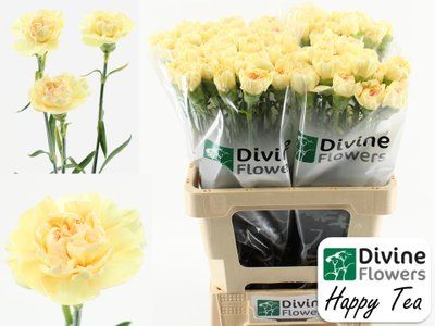 Срезанные цветы оптом Dianthus st happy tea от 80шт из Голландии с доставкой по России