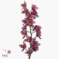 Срезанные цветы оптом Cymbidium pink mrs pauline от 6шт из Голландии с доставкой по России