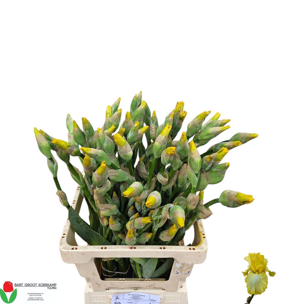 Срезанные цветы оптом Iris germanica yellow от 50шт из Голландии с доставкой по России
