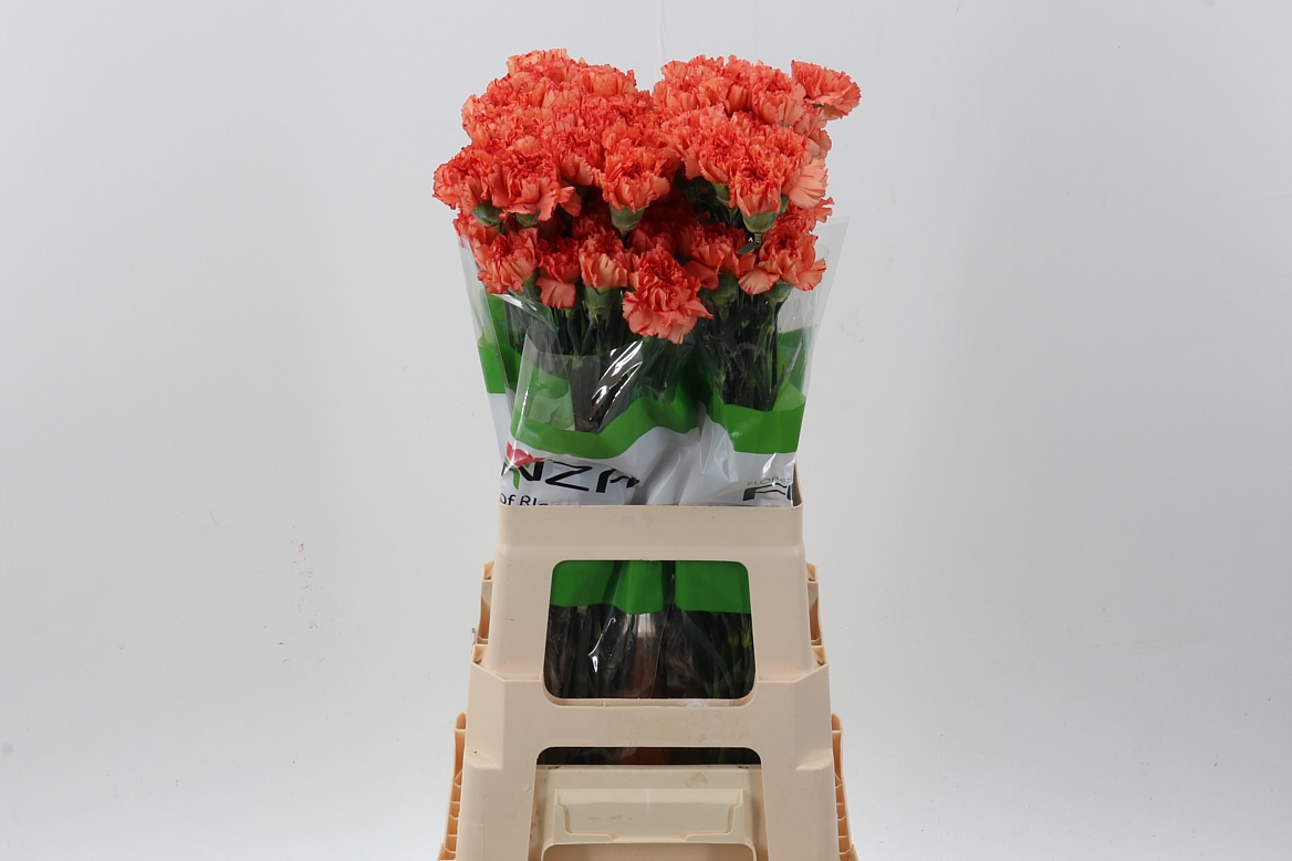 Срезанные цветы оптом Dianthus st cowboy от 80шт из Голландии с доставкой по России
