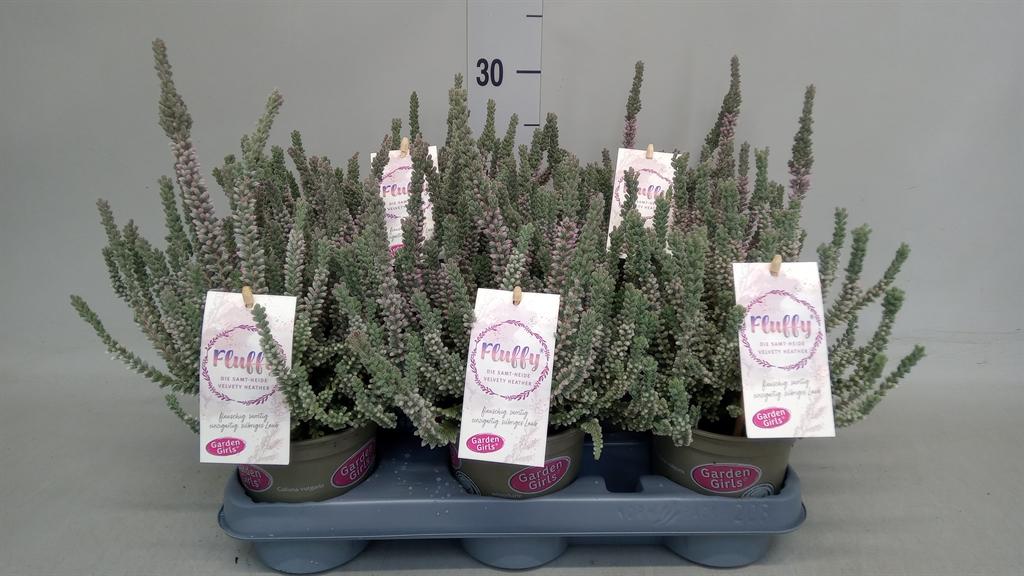 Горшечные цветы и растения оптом Calluna Vulg. garden G Fluffy от 8шт из Голландии с доставкой по России