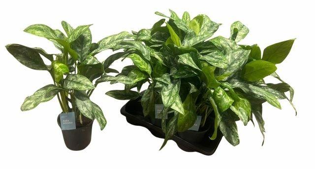 Горшечные цветы и растения оптом Aglao Paint Princess от 6шт из Голландии с доставкой по России