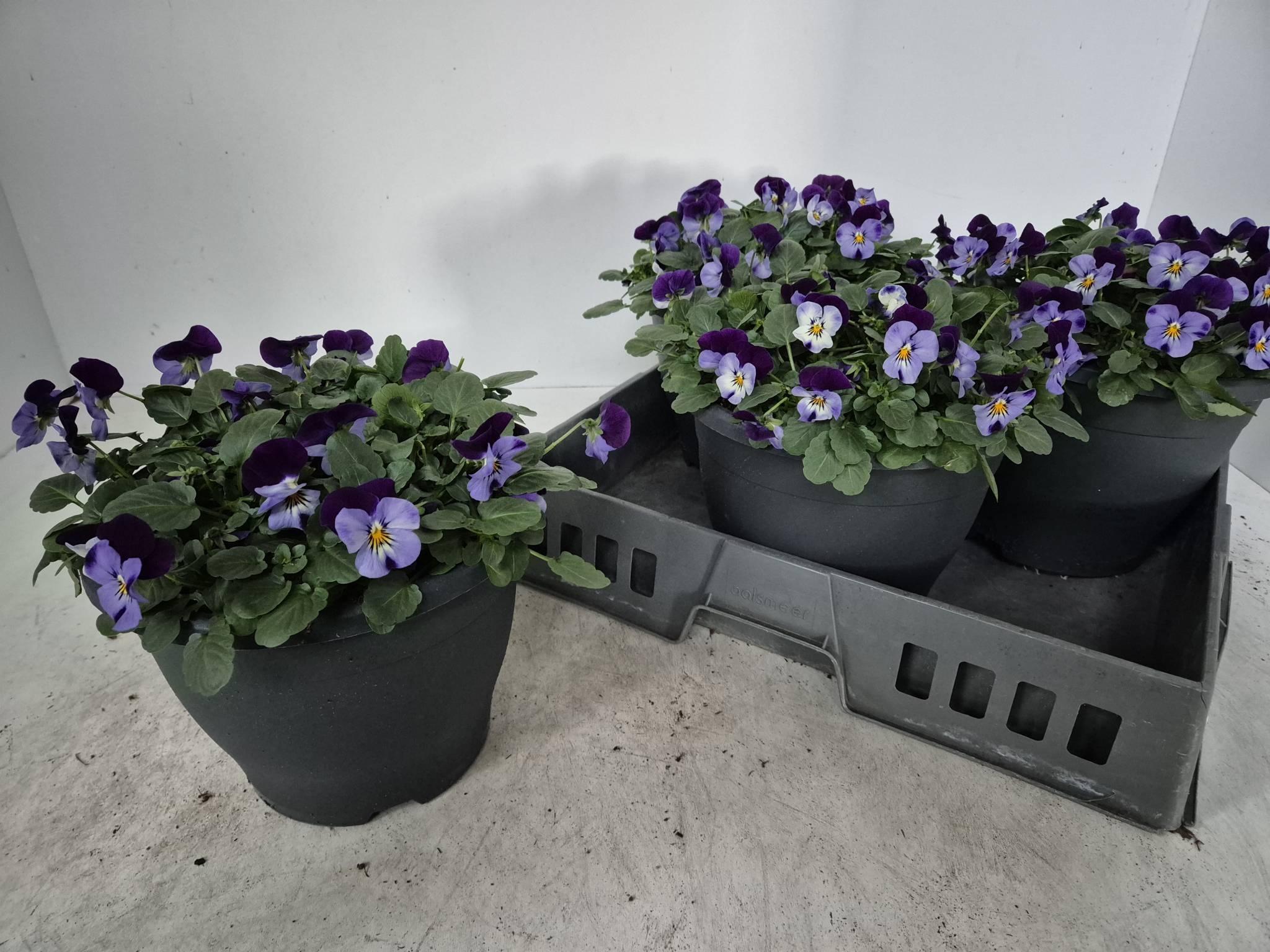 Горшечные цветы и растения оптом Vio Co Em Denim Jup от 3шт из Голландии с доставкой по России