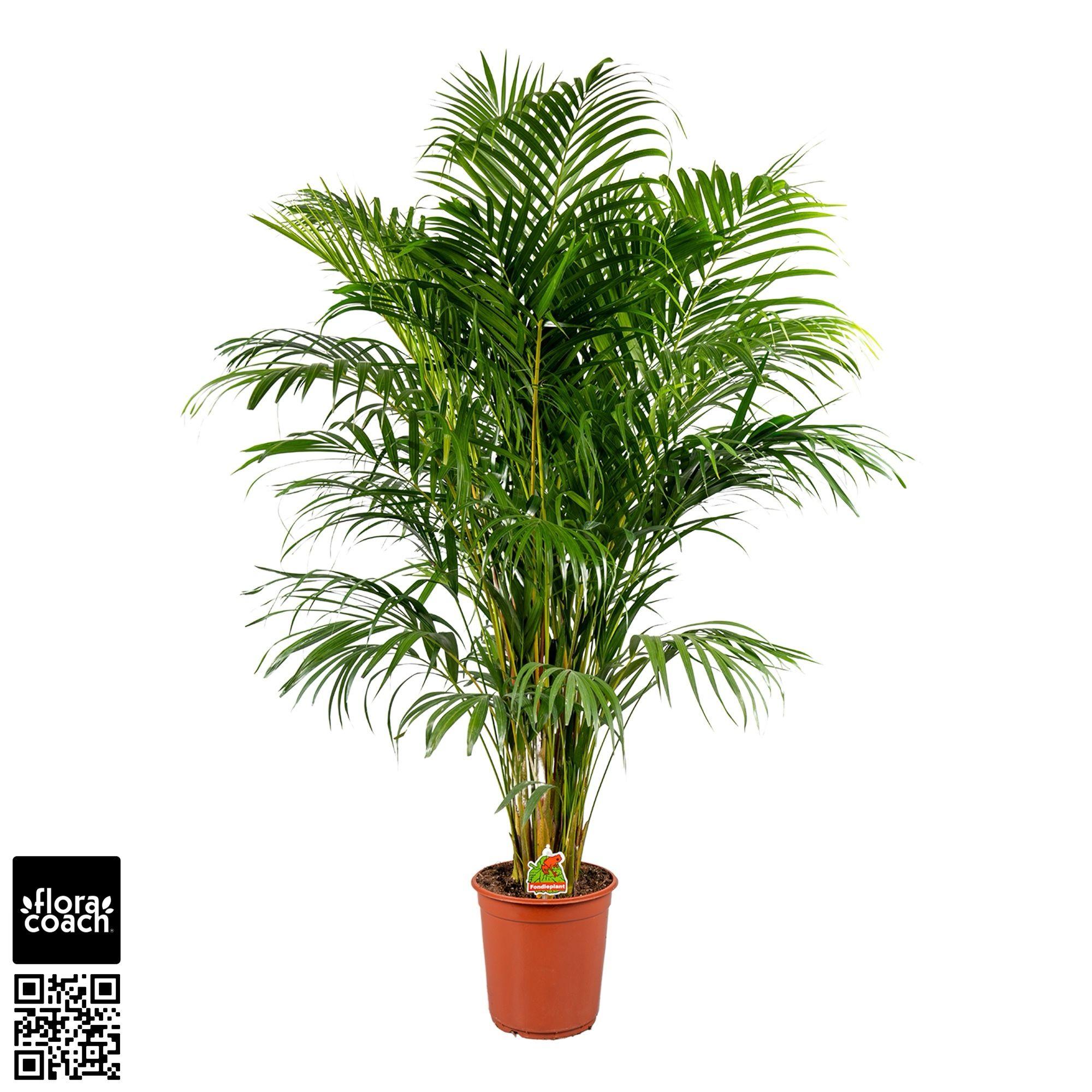 Горшечные цветы и растения оптом Dypsis Lutescens от 1шт из Голландии с доставкой по России