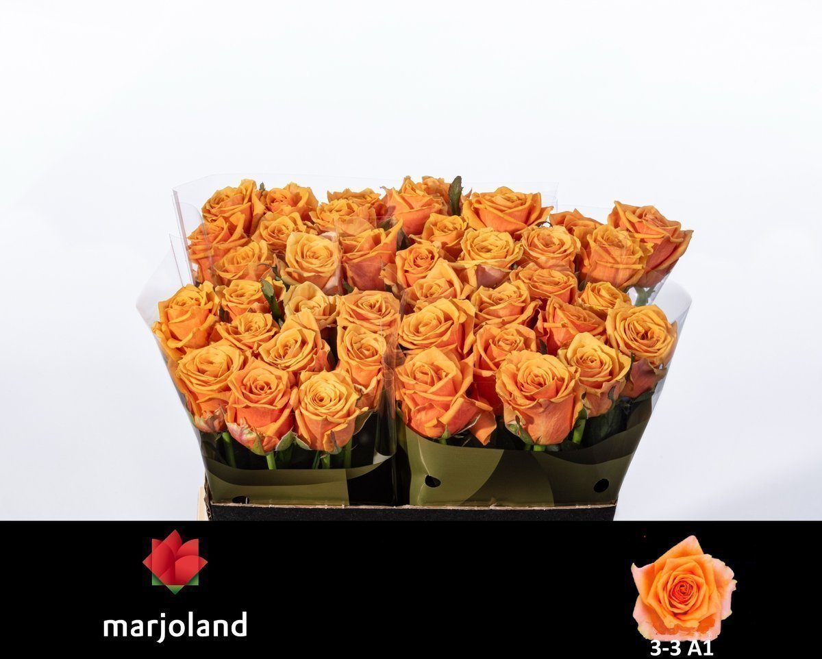 Срезанные цветы оптом Rosa large novi! от 40шт из Голландии с доставкой по России