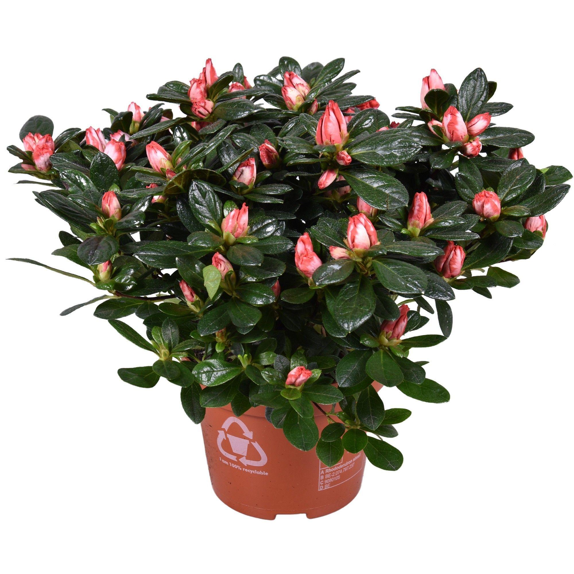 Горшечные цветы и растения оптом Azalea Linde De Lo Bicolor от 6шт из Голландии с доставкой по России