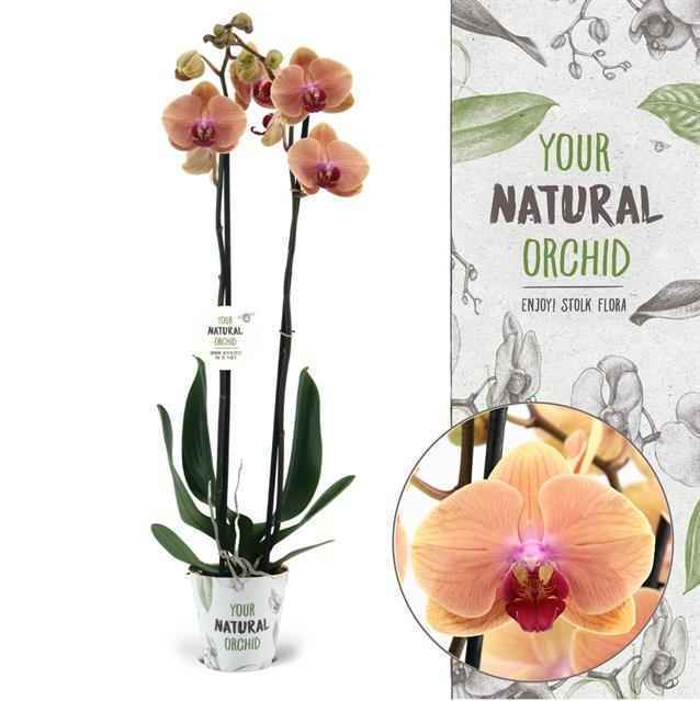 Горшечные цветы и растения оптом Phalaenopsis Caribbean Dream от 5шт из Голландии с доставкой по России