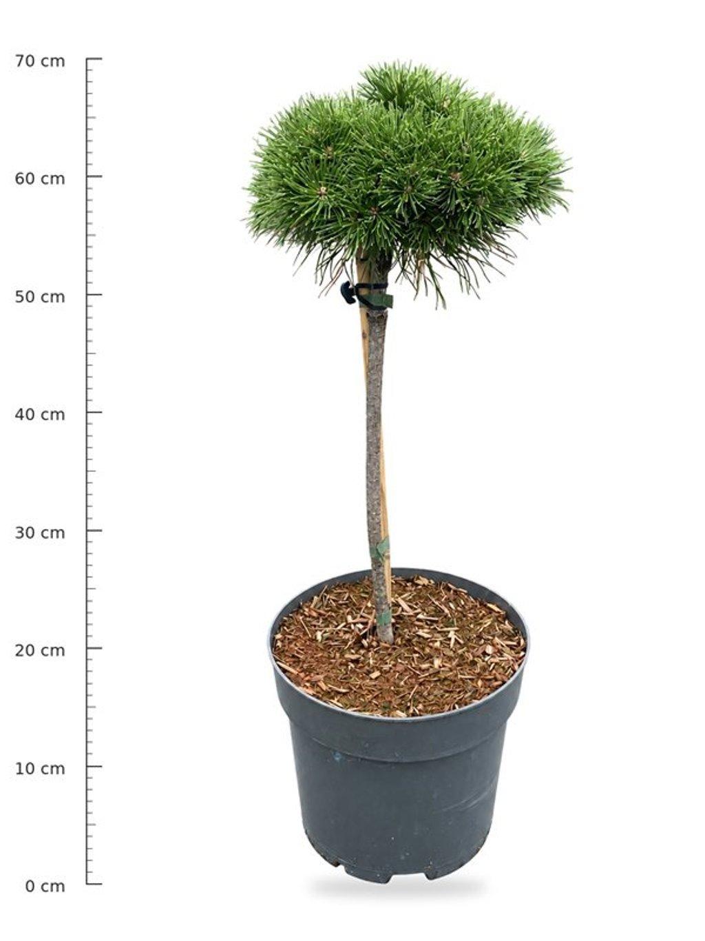 Горшечные цветы и растения оптом Pinus Mugo Benjamin On Stem от 1шт из Голландии с доставкой по России