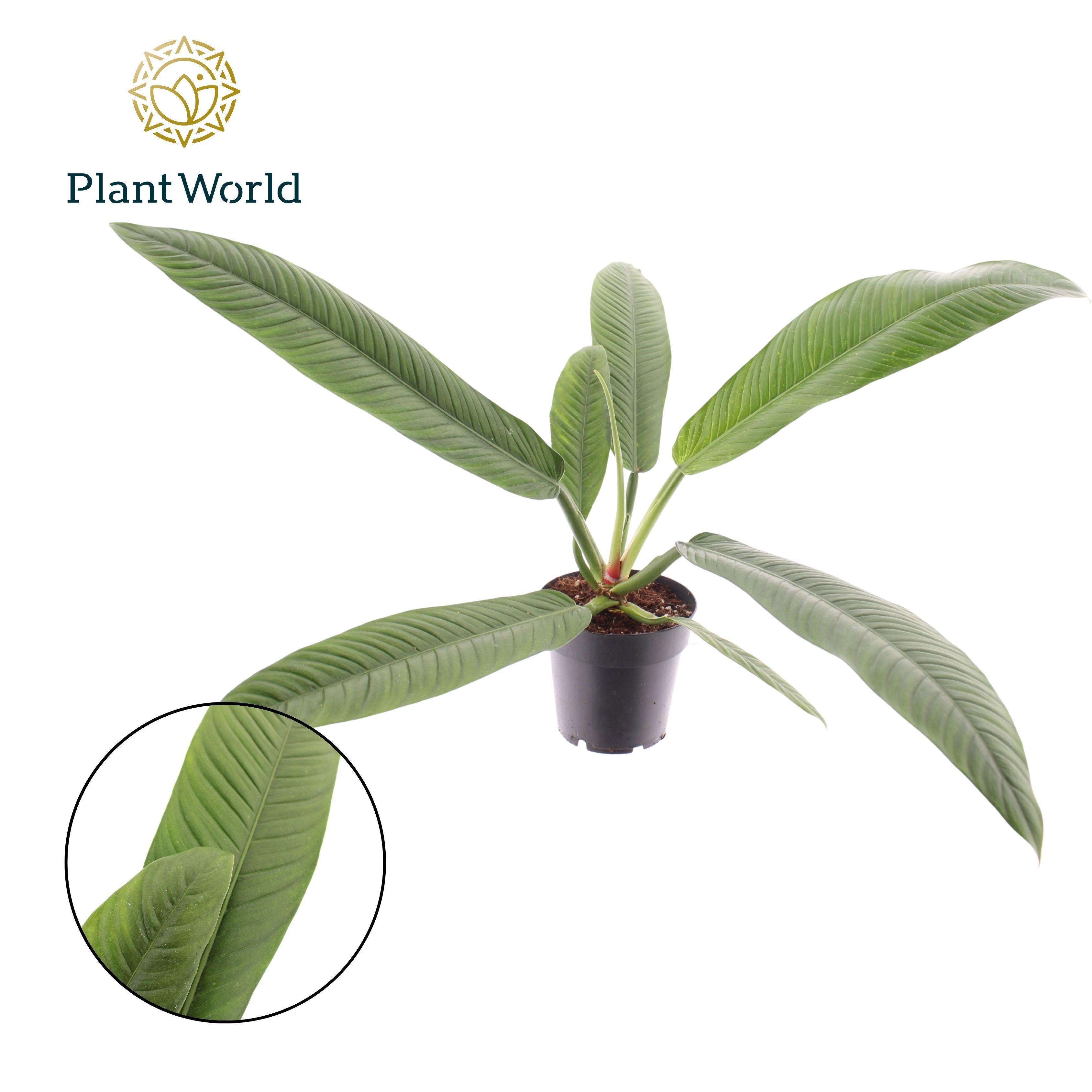 Горшечные цветы и растения оптом Philodendron Campii от 7шт из Голландии с доставкой по России