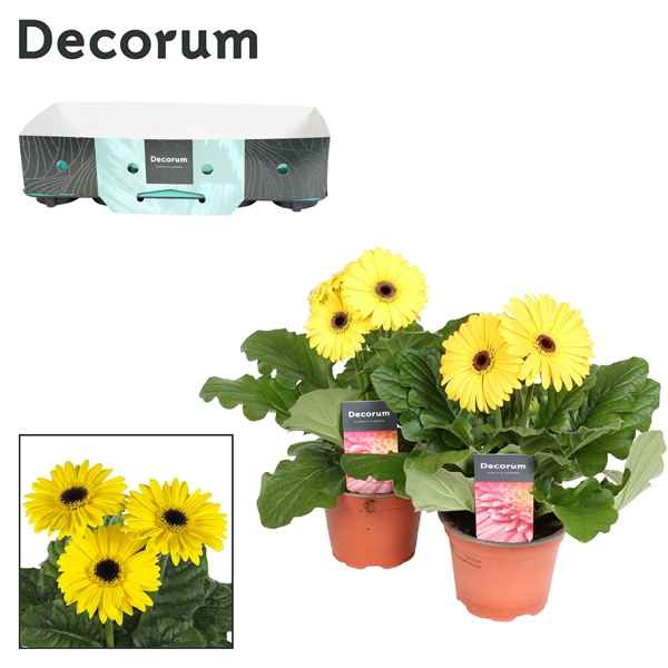 Горшечные цветы и растения оптом Gerbera Yellow 2+ Showbox (decorum) от 10шт из Голландии с доставкой по России