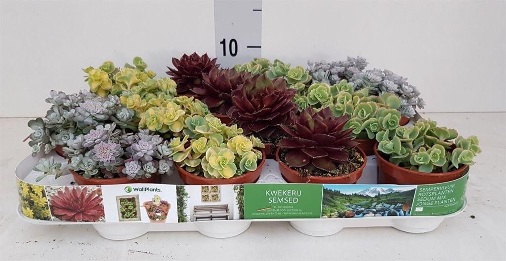 Горшечные цветы и растения оптом Sedum   ... от 16шт (для телеги) из Голландии с доставкой по России