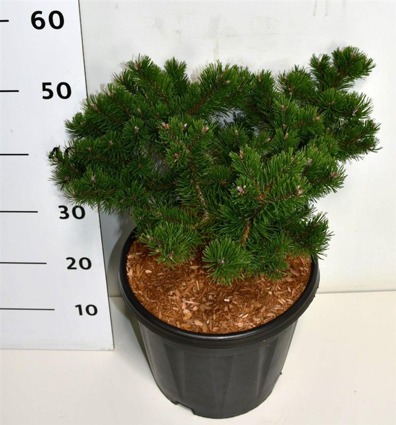 Горшечные цветы и растения оптом Pinus Mugo Klosters Grun от 1шт из Голландии с доставкой по России