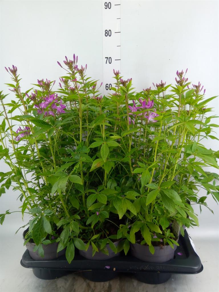 Горшечные цветы и растения оптом Cleome от 6шт из Голландии с доставкой по России