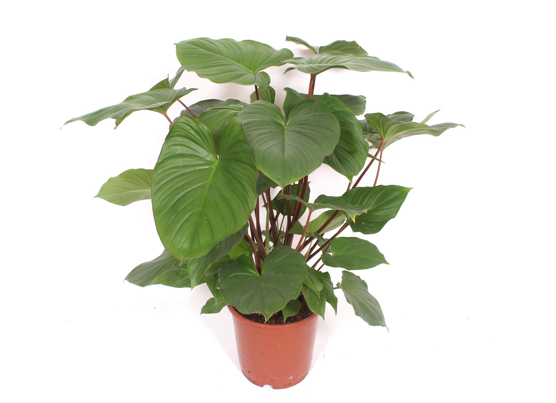 Горшечные цветы и растения оптом Homalomena Rubescens Maggy от 1шт из Голландии с доставкой по России