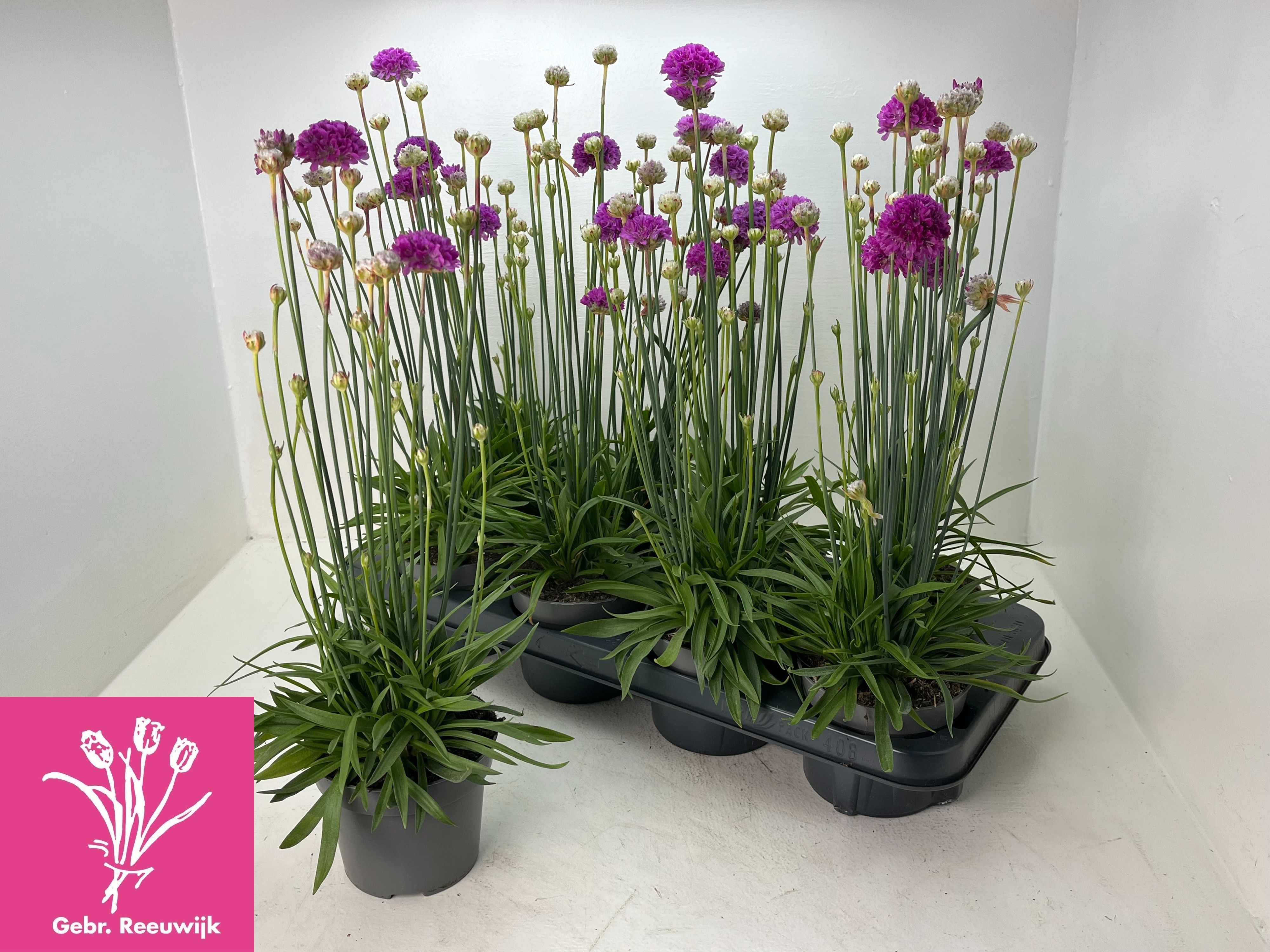 Горшечные цветы и растения оптом Arme Pseudarmeria от 8шт из Голландии с доставкой по России