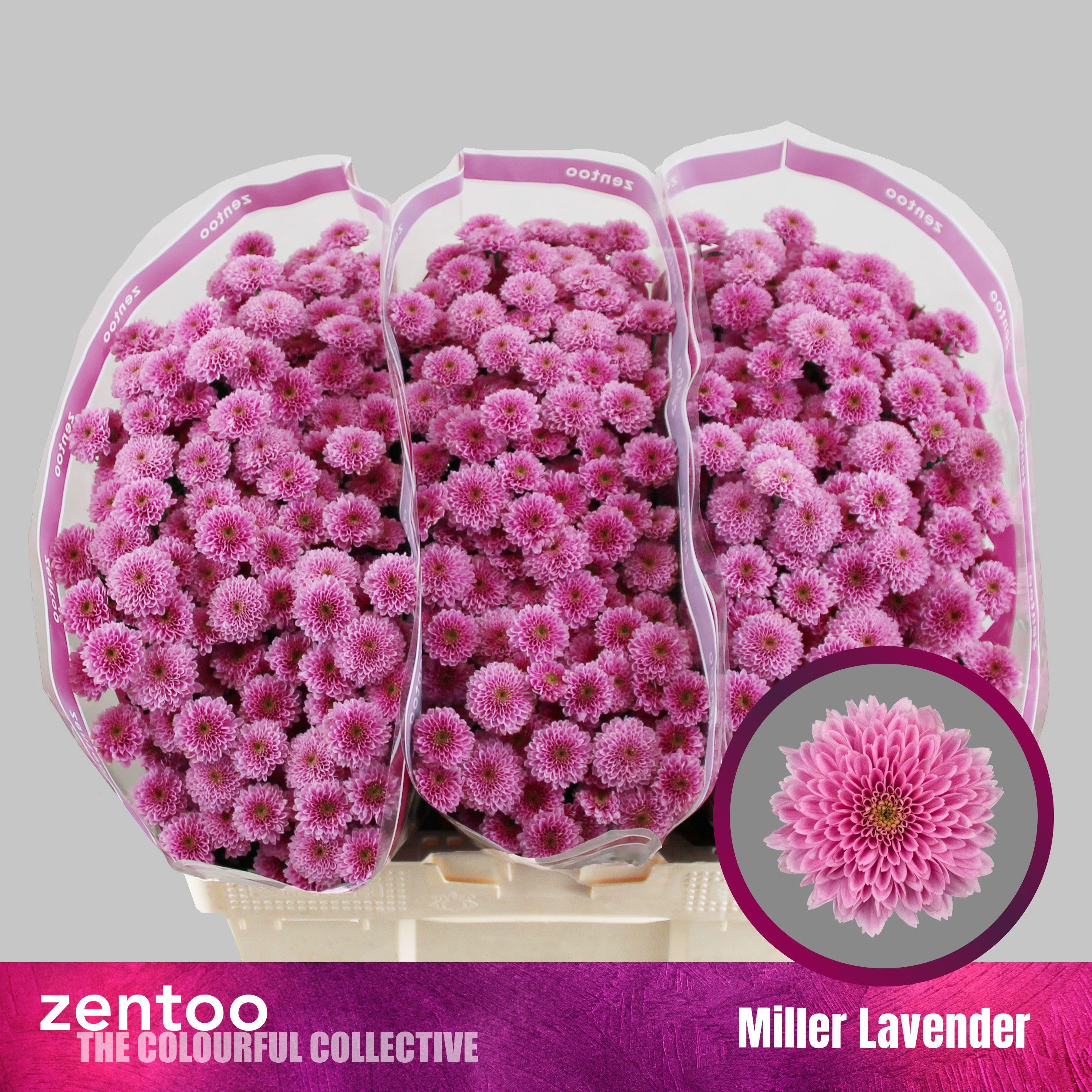 Срезанные цветы оптом Chrys sa miller lavender от 75шт из Голландии с доставкой по России