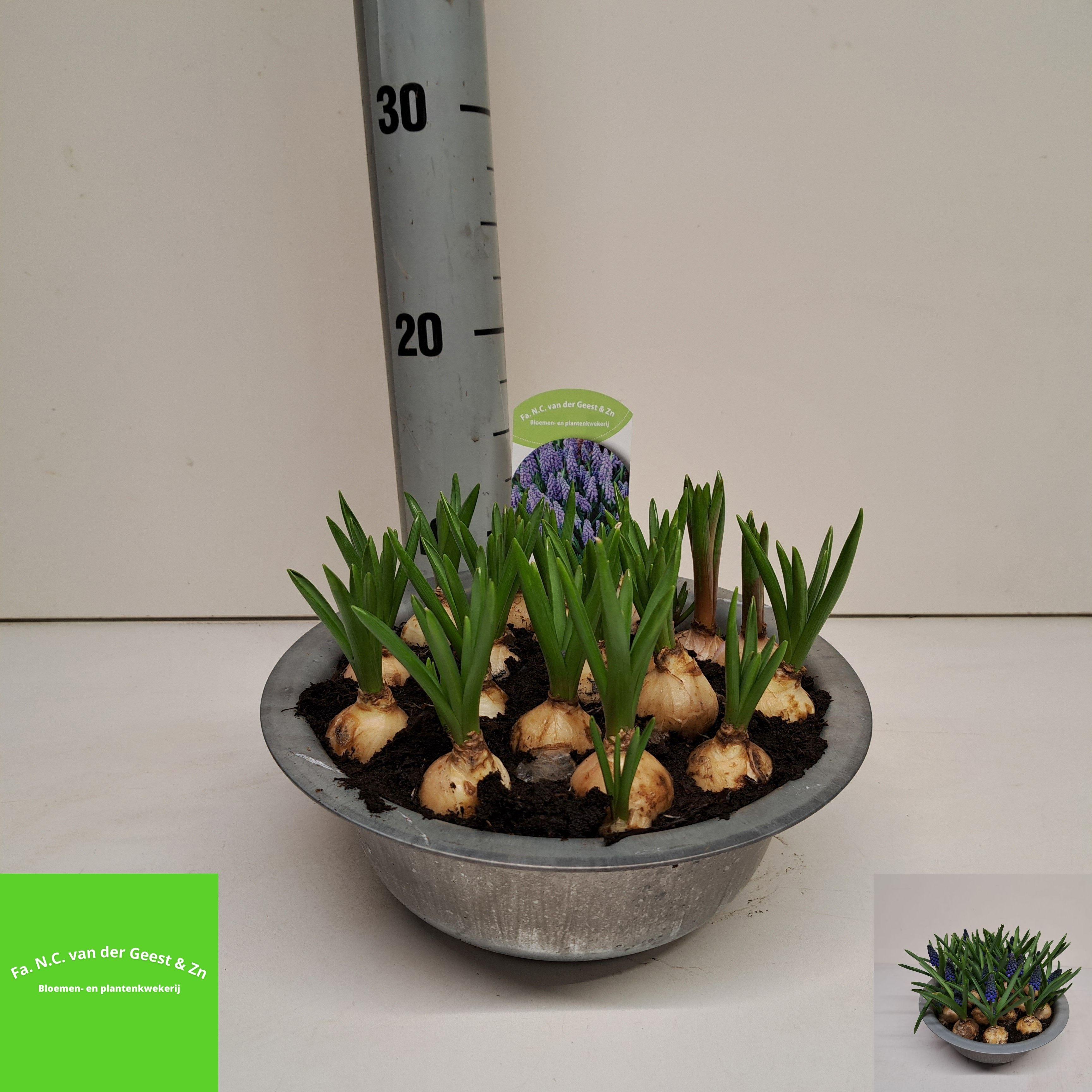 Горшечные цветы и растения оптом Muscar Big Smile от 1шт из Голландии с доставкой по России