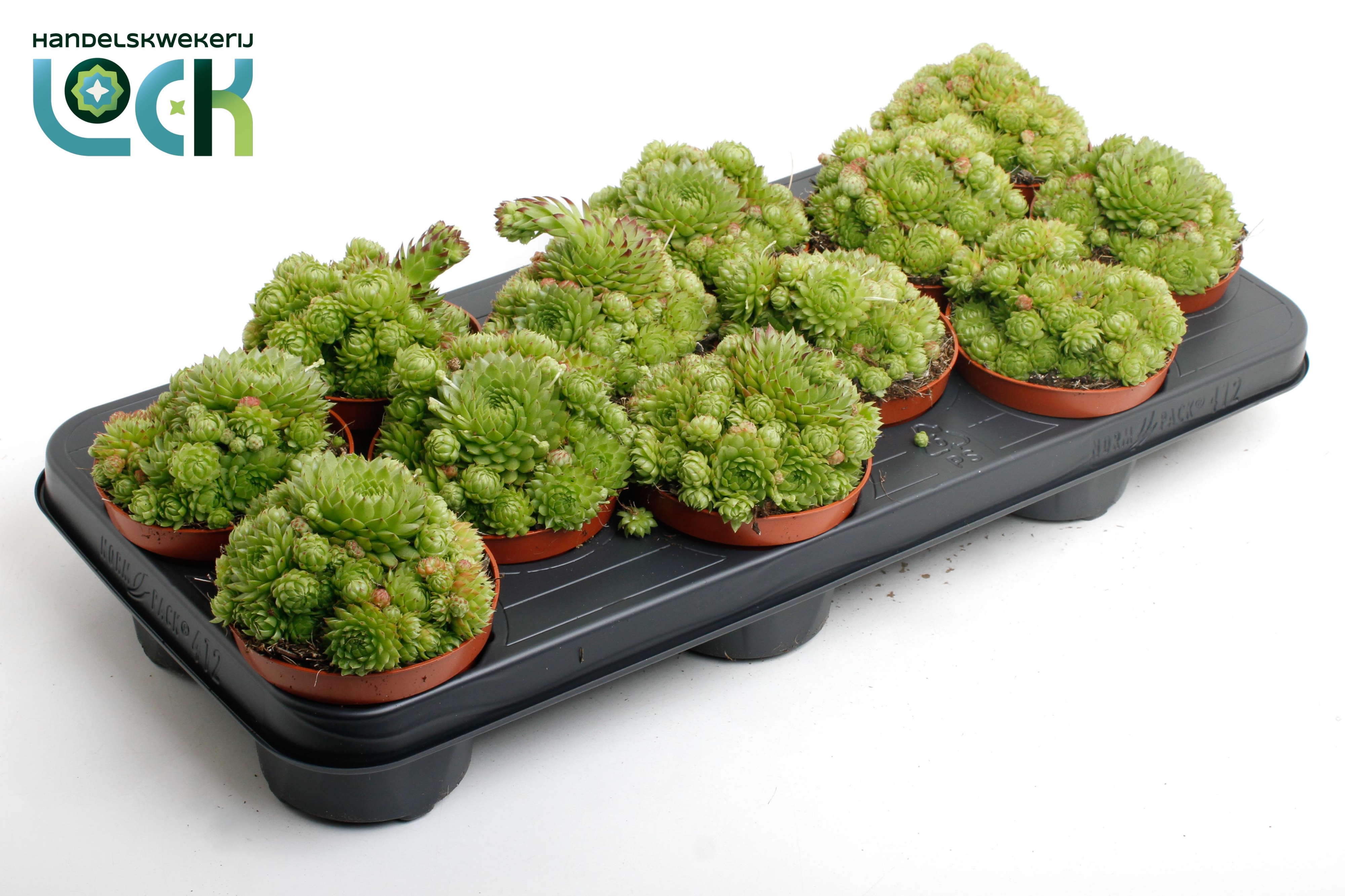 Горшечные цветы и растения оптом Sempervivum Herta Green от 9шт из Голландии с доставкой по России
